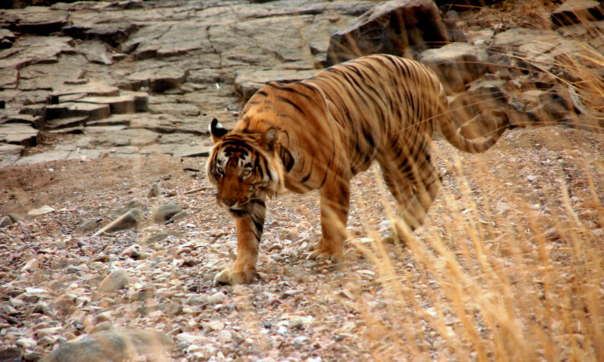 Golden Triangle Tour with Wildlife Tiger