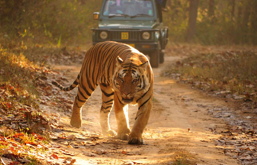 Golden Triangle Tour With Ranthambore | 8 Days Delhi Agra Jaipur Ranthambore Tour