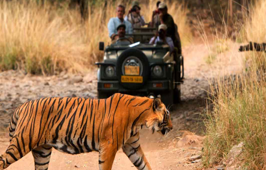 Ranthambore