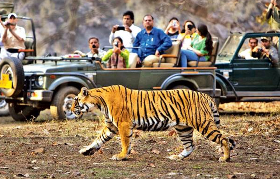 Ranthambore