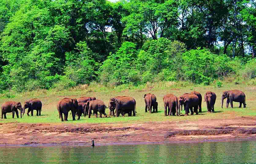 Thekkady